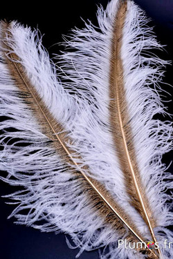 Struis met gouden schacht – 50-60 cm – wit